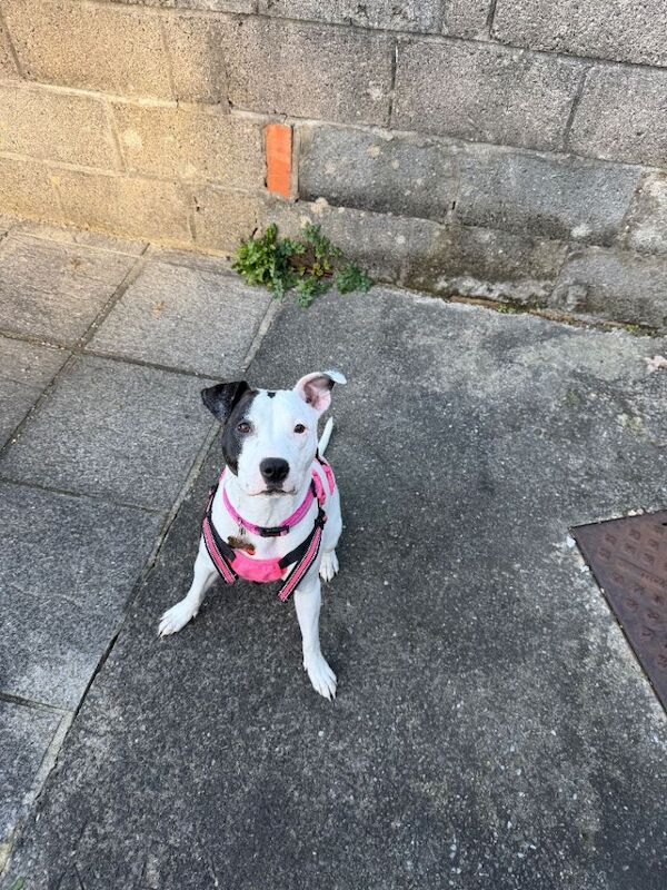 Staffie Puppies For Sale