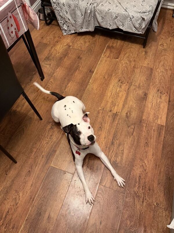 Staffordshire Bull Terrier puppies for sale in Blaina / Y Blaenau, Gwent – 11 months old - Image 2 of 6