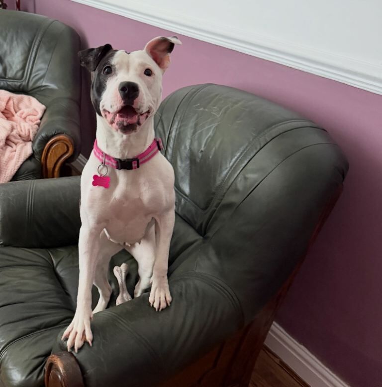 Staffordshire Bull Terrier puppies for sale in Blaina / Y Blaenau, Gwent – 11 months old - Image 3 of 6