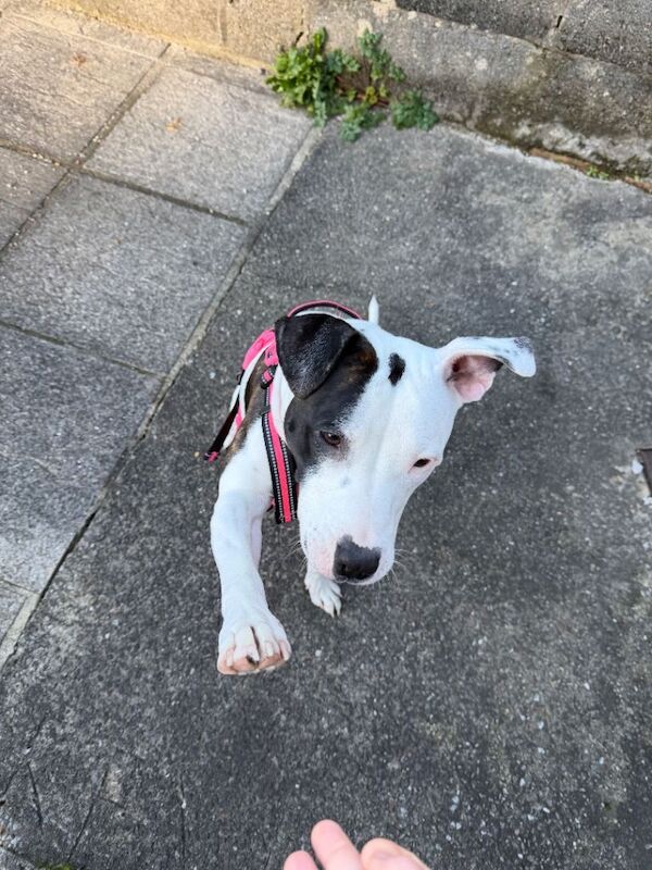 Staffordshire Bull Terrier puppies for sale in Blaina / Y Blaenau, Gwent – 11 months old - Image 4 of 6