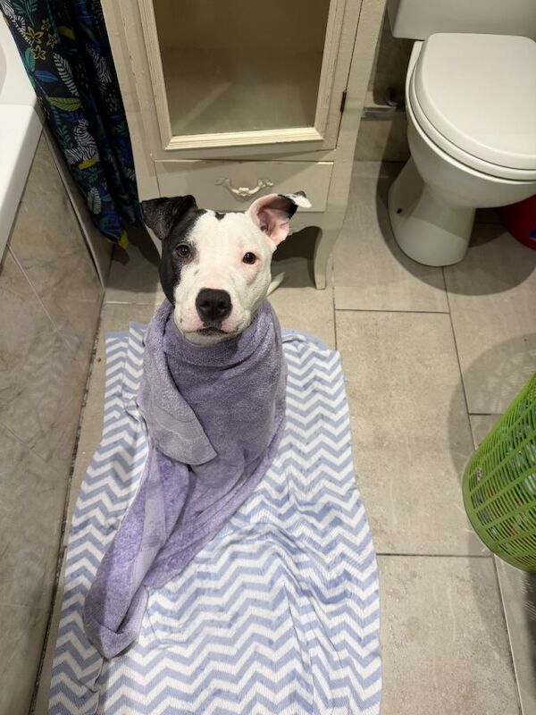 Staffordshire Bull Terrier puppies for sale in Blaina / Y Blaenau, Gwent – 11 months old - Image 5 of 6