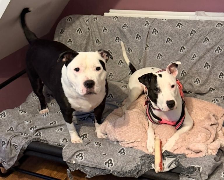 Staffordshire Bull Terrier puppies for sale in Blaina / Y Blaenau, Gwent – 11 months old - Image 6 of 6