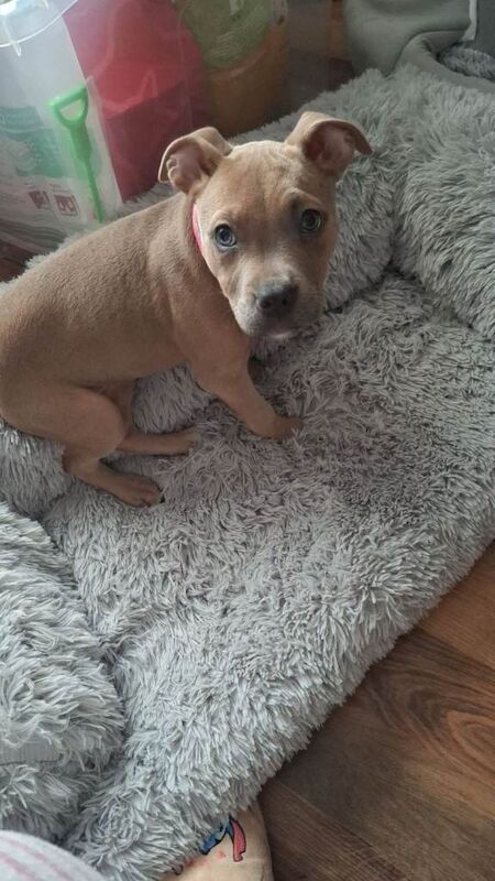 Staffie Puppies For Sale