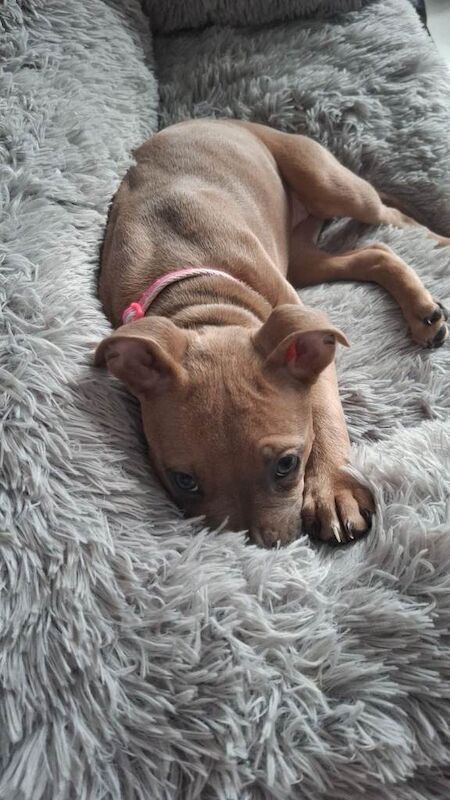 12 week old staff - Image 2 of 3