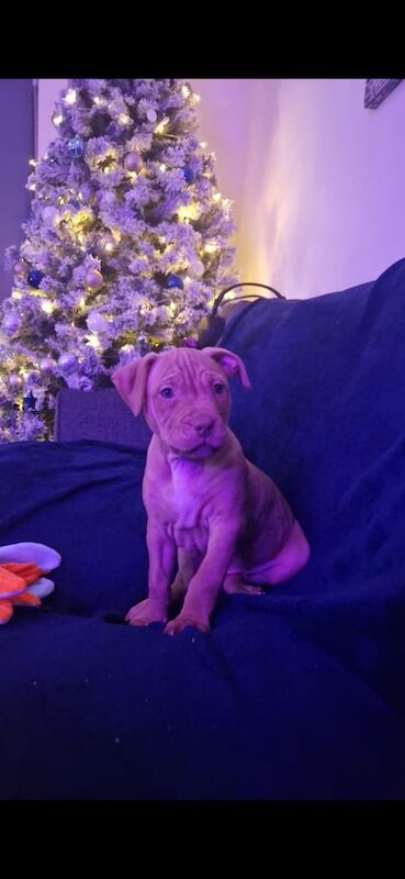 Staffordshire Bull Terrier puppies for sale in Fishguard/Abergwaun, Pembrokeshire – 1 year old - Image 1 of 3