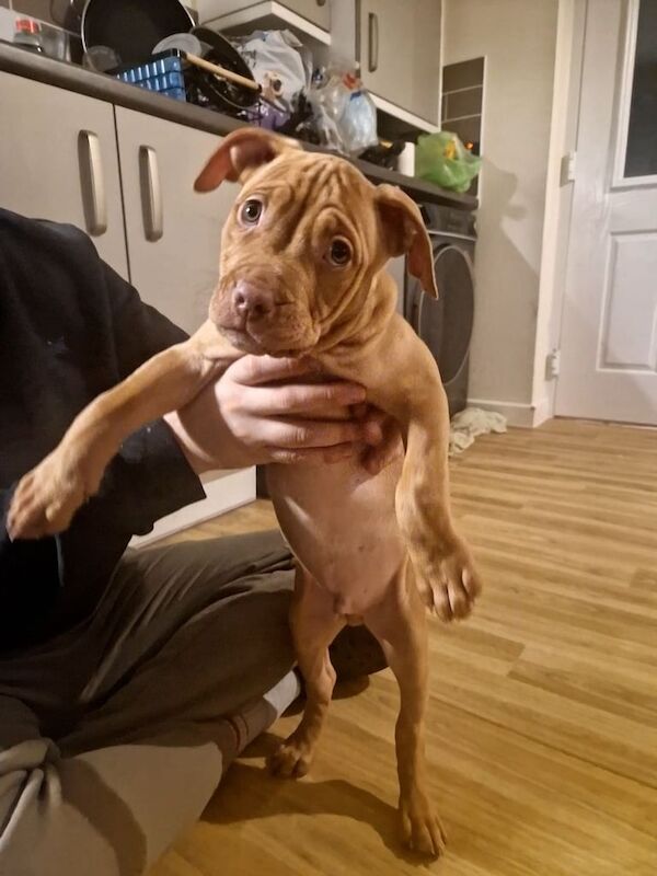 Staffordshire Bull Terrier puppies for sale in Fishguard/Abergwaun, Pembrokeshire – 1 year old - Image 2 of 3