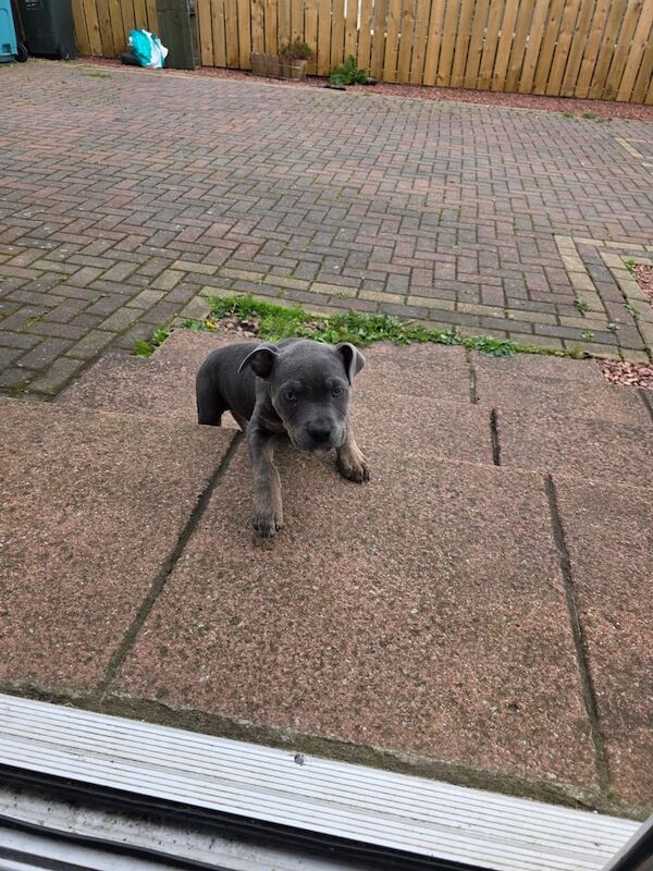 Staffordshire Bull Terrier puppies for sale in Harthill, Lanarkshire – 11 weeks old