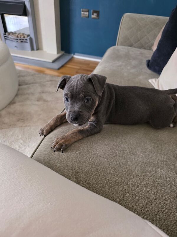 Staffordshire Bull Terrier puppies for sale in Harthill, Lanarkshire – 8 months old - Image 2 of 3