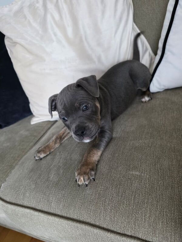 Staffordshire Bull Terrier puppies for sale in Harthill, Lanarkshire – 8 months old - Image 3 of 3