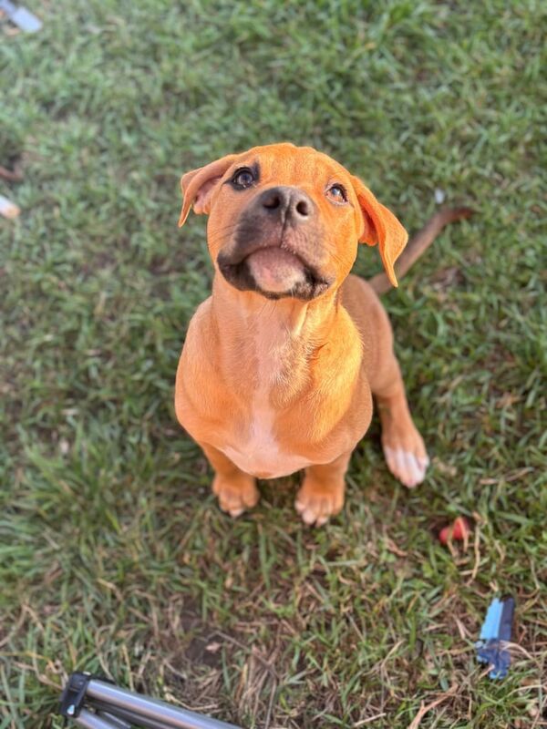 Staffordshire Bull Terrier puppies for sale in Soham, Cambridgeshire – 3 months old - Image 2 of 3