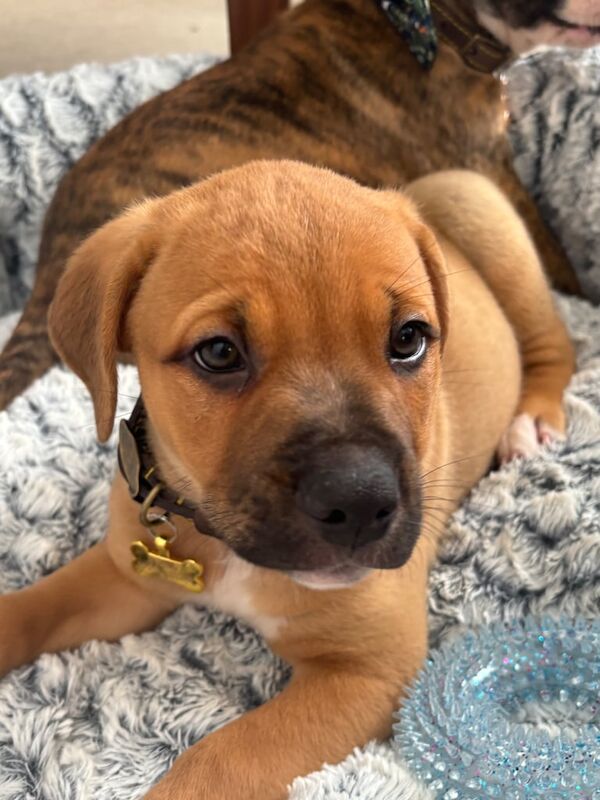 Staffordshire Bull Terrier puppies for sale in Soham, Cambridgeshire – 3 months old - Image 3 of 3