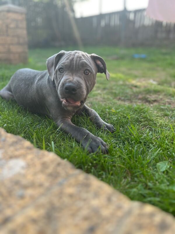Blue Staffordshire Bull Terrier puppies for sale in Ebbw Vale / Glyn Ebwy, Gwent – KC registered, 3 months old