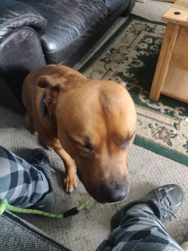 18 month old male Staffie Crossbreed - Image 2 of 4