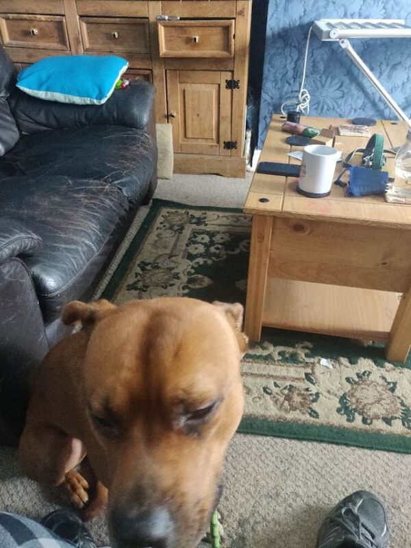 18 month old male Staffie Crossbreed - Image 3 of 4
