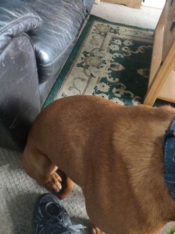 18 month old male Staffie Crossbreed - Image 4 of 4