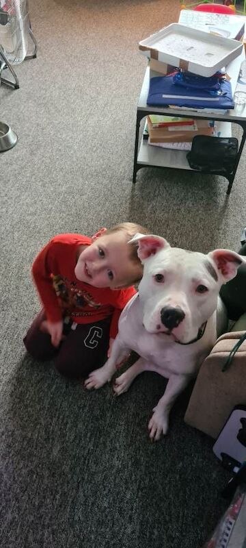 Staffordshire Bull Terrier puppies for sale in Salisbury, Wiltshire – 1 year old