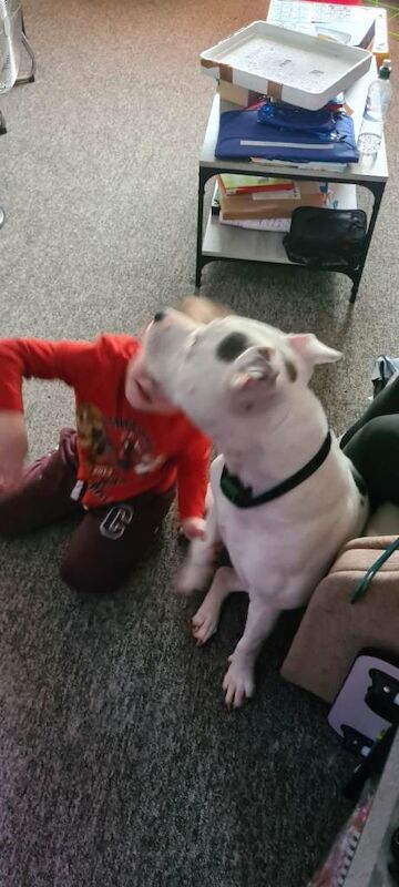 Staffordshire Bull Terrier puppies for sale in Salisbury, Wiltshire – 1 year old - Image 2 of 4