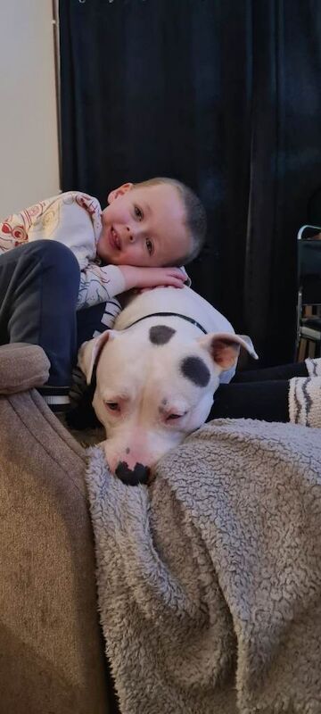 Staffordshire Bull Terrier puppies for sale in Salisbury, Wiltshire – 1 year old - Image 3 of 4