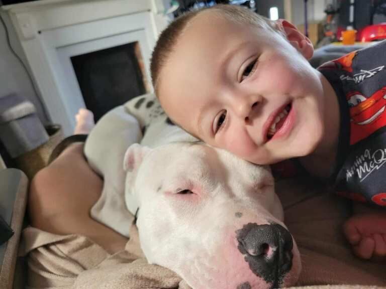 Staffordshire Bull Terrier puppies for sale in Salisbury, Wiltshire – 1 year old - Image 4 of 4