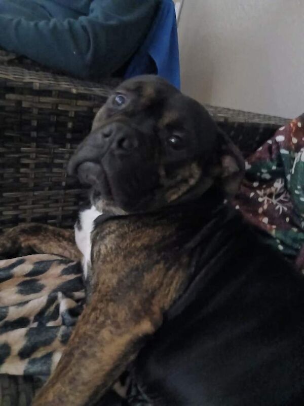 Staffordshire Bull Terrier puppies for sale in Bathgate, West Lothian – 2 years old - Image 2 of 2