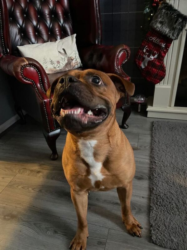 2 family pets to good homes only - Image 2 of 5