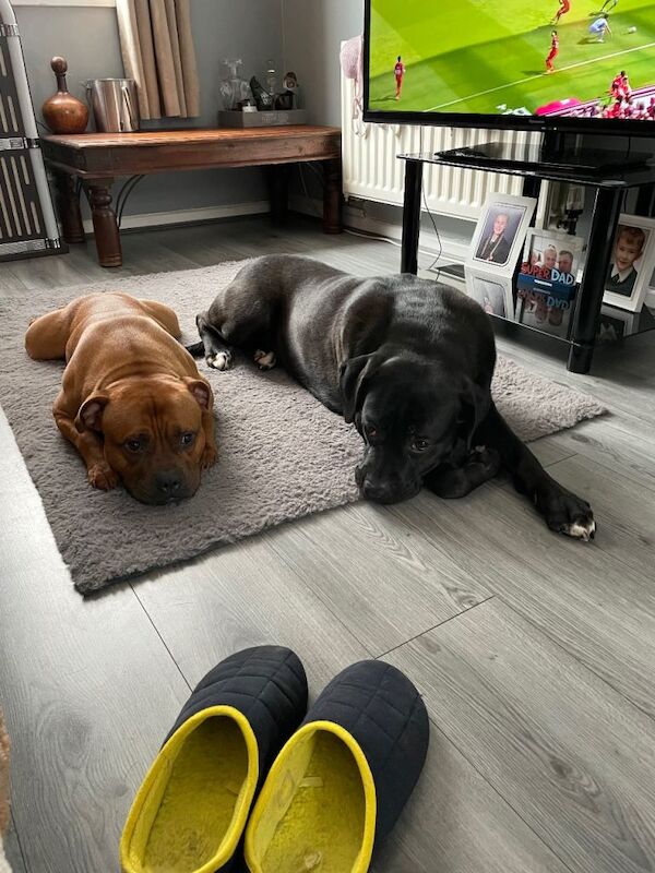 2 family pets to good homes only - Image 5 of 5