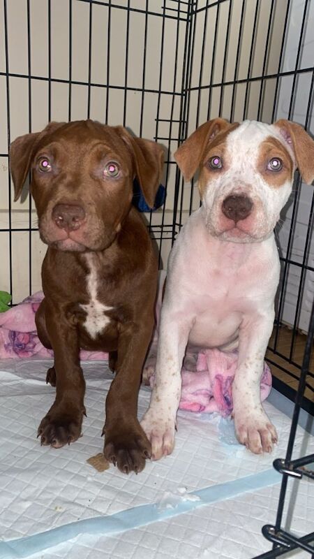 Staffie Puppies For Sale