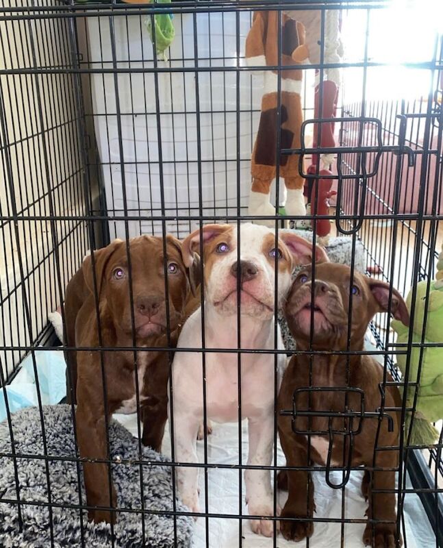 2 girl Puppies - Image 2 of 5