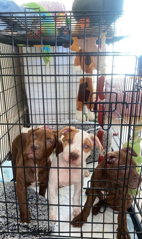 2 girl Puppies - Image 3 of 5
