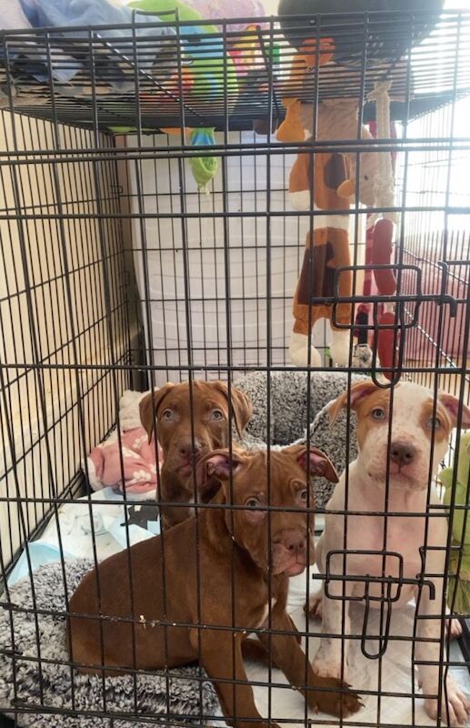 2 girl Puppies - Image 4 of 5