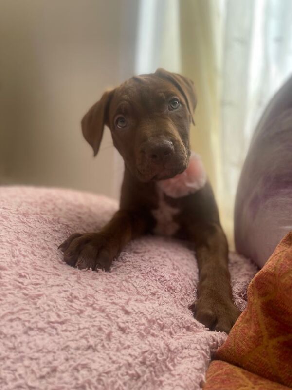 2 girl Puppies - Image 5 of 5