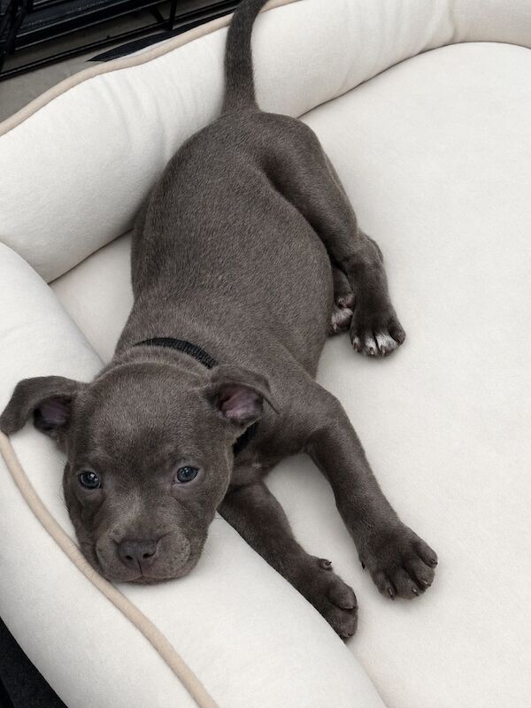 2 left avail 15th july Pure Blue Staffordshire Bull Terrier Puppies