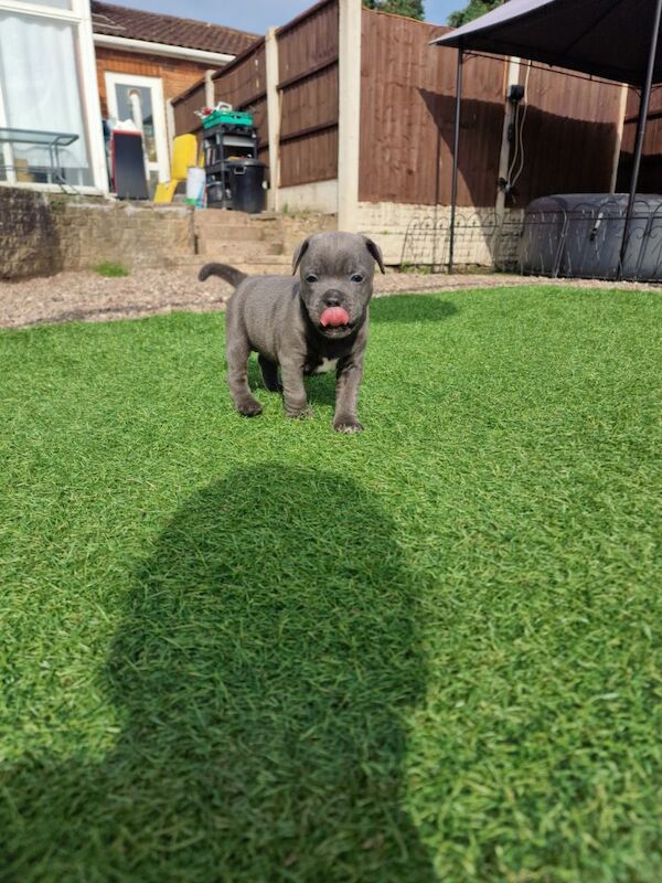 Staffordshire Bull Terrier puppies for sale in Birmingham, West Midlands – KC registered, 5 weeks old - Image 5 of 10