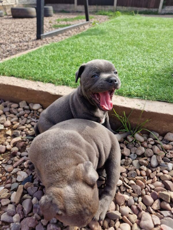 Staffordshire Bull Terrier puppies for sale in Birmingham, West Midlands – KC registered, 5 weeks old - Image 6 of 10