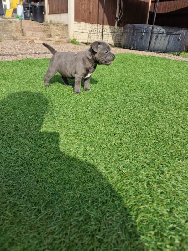 Staffordshire Bull Terrier puppies for sale in Birmingham, West Midlands – KC registered, 5 weeks old - Image 7 of 10