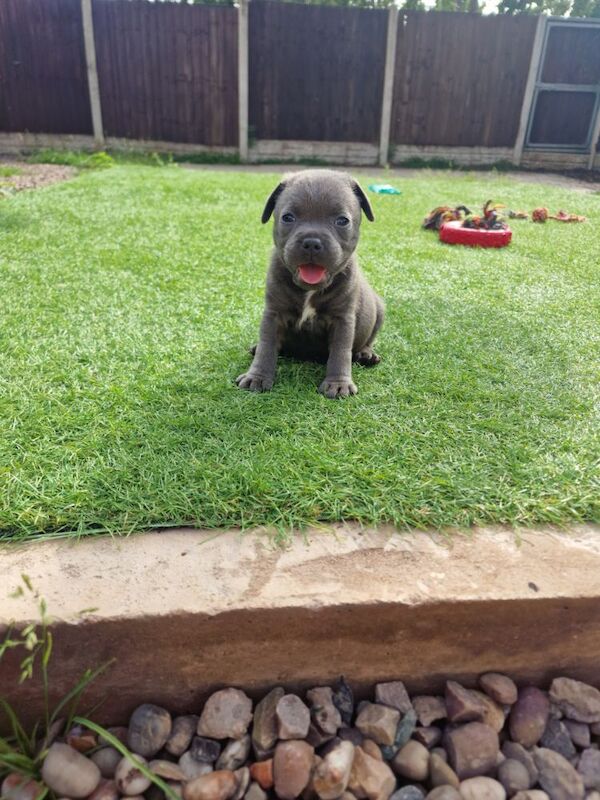 Staffordshire Bull Terrier puppies for sale in Birmingham, West Midlands – KC registered, 5 weeks old - Image 8 of 10