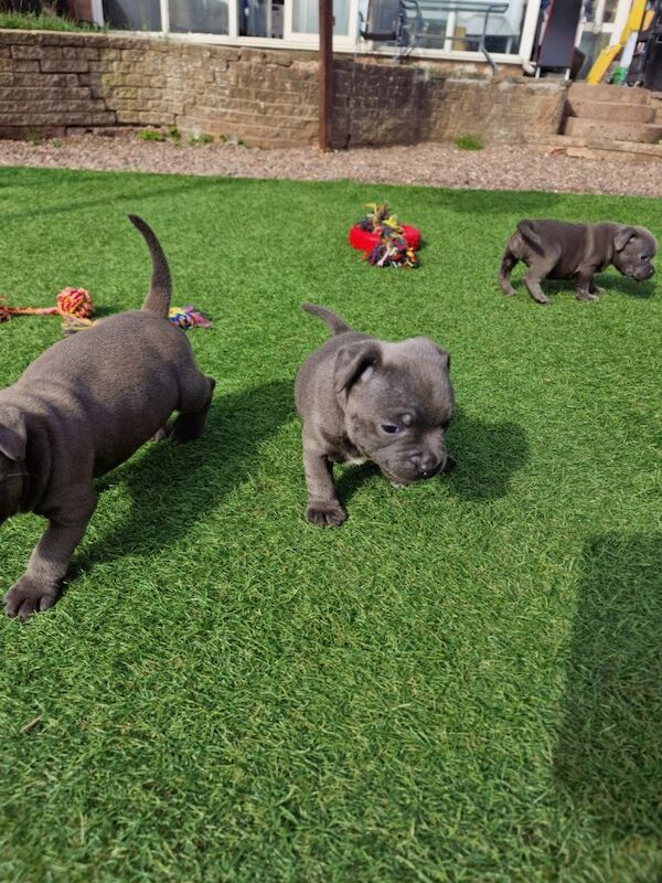 Staffordshire Bull Terrier puppies for sale in Birmingham, West Midlands – KC registered, 5 weeks old - Image 9 of 10