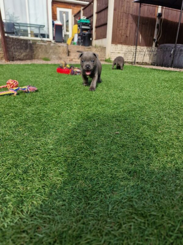 Staffordshire Bull Terrier puppies for sale in Birmingham, West Midlands – KC registered, 5 weeks old - Image 10 of 10