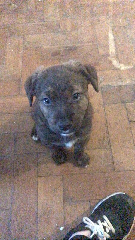 2 pups for sale in Stoneycroft, Merseyside - Image 1