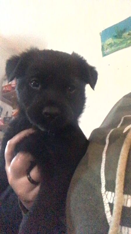 2 pups for sale in Stoneycroft, Merseyside - Image 2