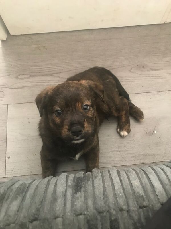2 pups for sale in Stoneycroft, Merseyside - Image 3