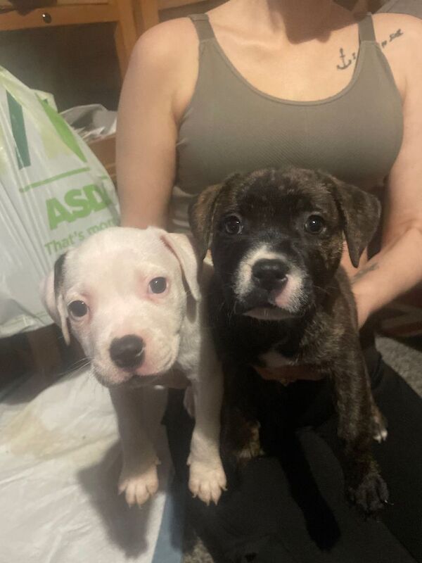 2 Staffie pups