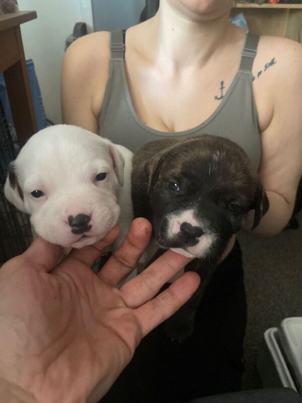 2 Staffie pups - Image 2 of 4