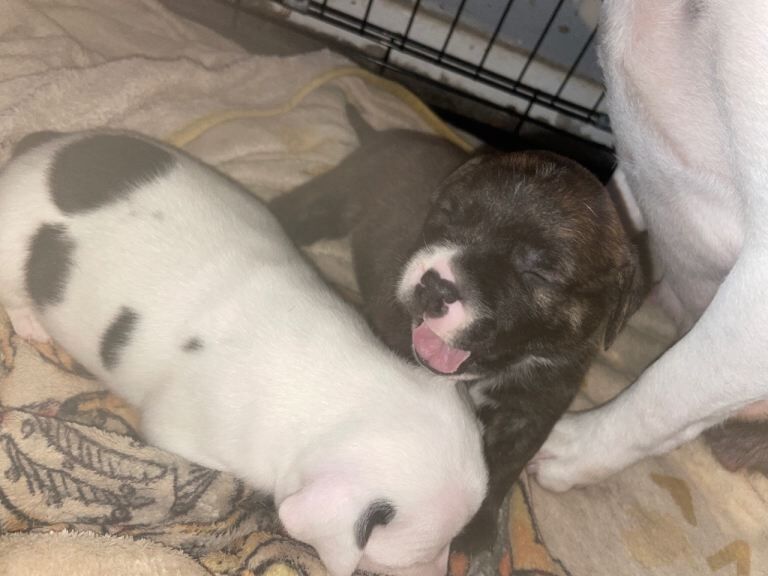 2 Staffie pups - Image 3 of 4