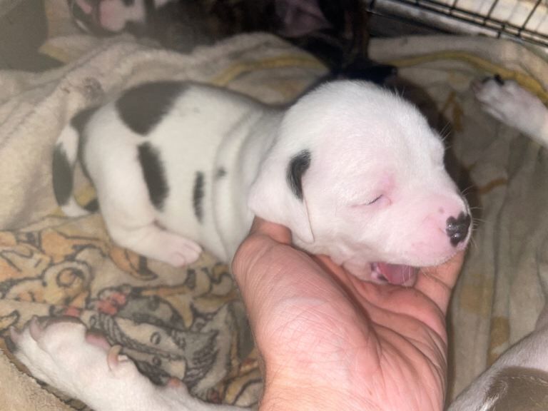 2 Staffie pups - Image 4 of 4