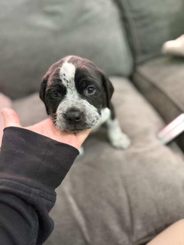 2 Staffie x pups