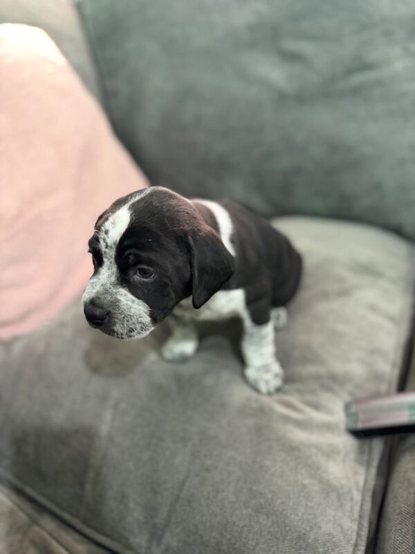 2 Staffie x pups - Image 2 of 4