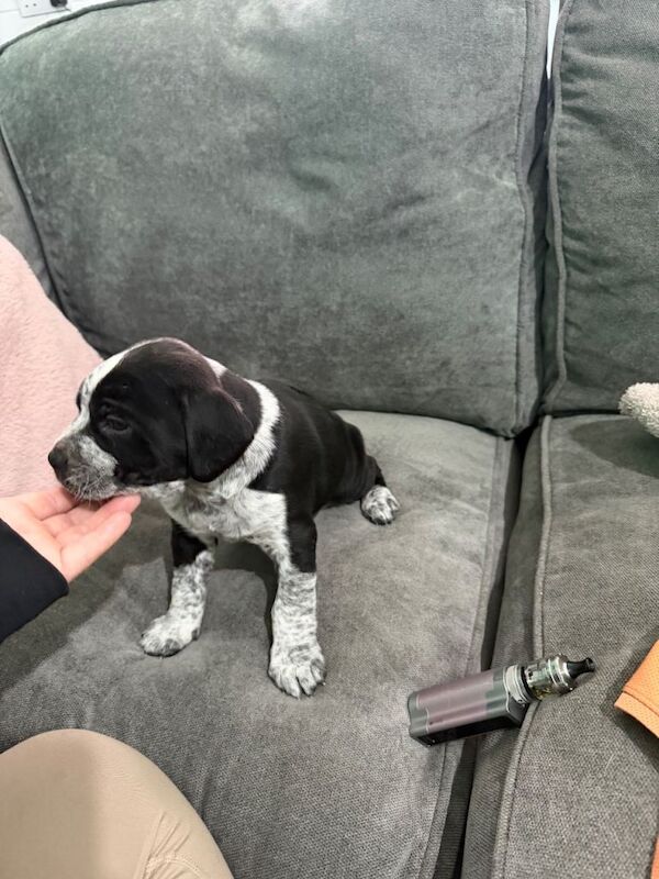 2 Staffie x pups - Image 3 of 4