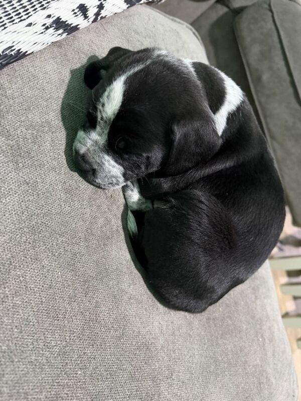 2 Staffie x pups - Image 4 of 4