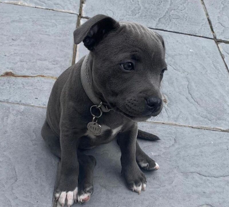 2 Staffordshire bull terrier puppies for sale in Salford, Greater Manchester | Image 2